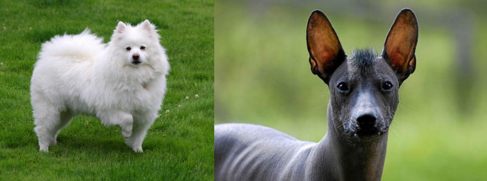 Mexican Hairless vs American Eskimo Dog - Breed Comparison