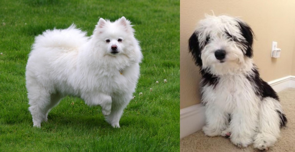 Mini Sheepadoodles vs American Eskimo Dog - Breed Comparison
