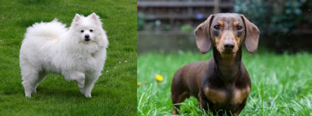 Miniature Dachshund vs American Eskimo Dog - Breed Comparison