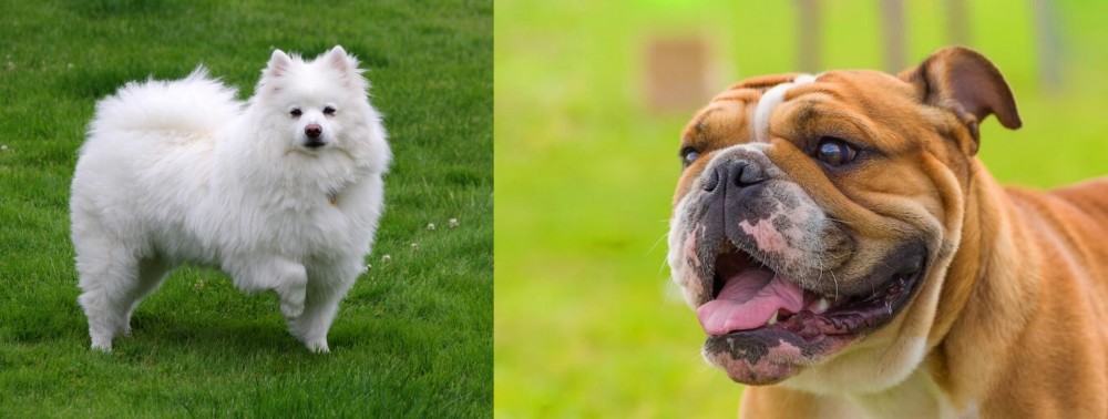 Miniature English Bulldog vs American Eskimo Dog - Breed Comparison