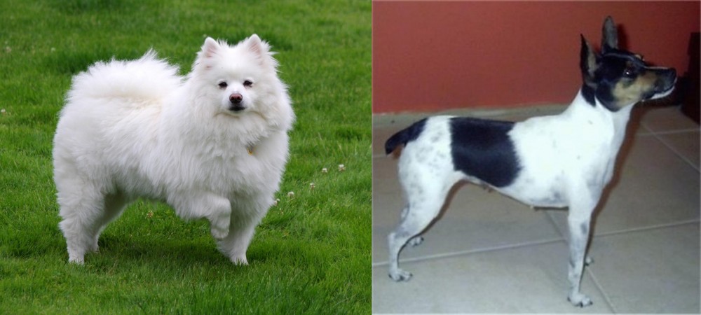 Miniature Fox Terrier vs American Eskimo Dog - Breed Comparison