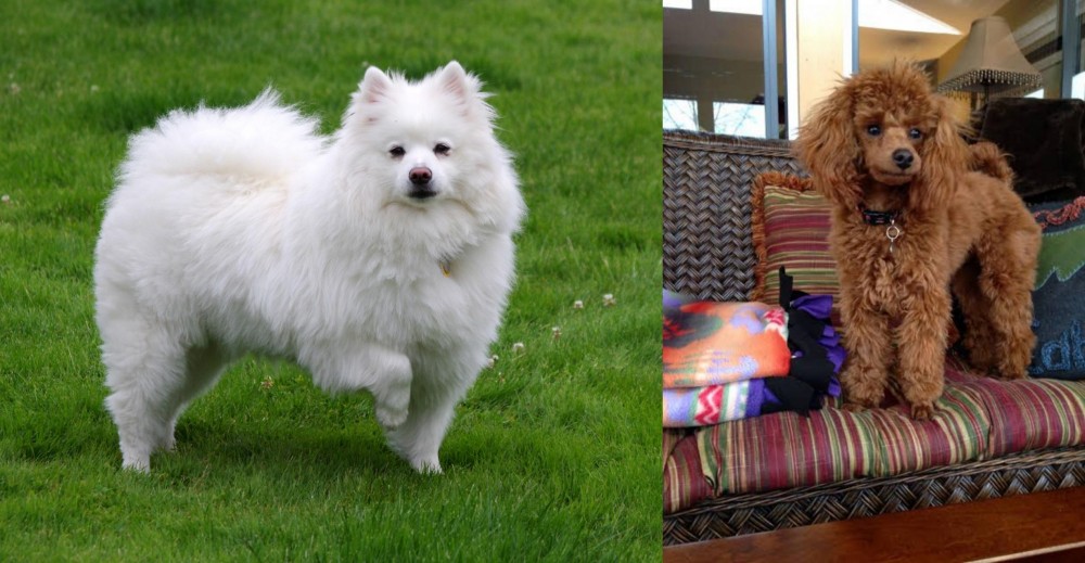 Miniature Poodle vs American Eskimo Dog - Breed Comparison