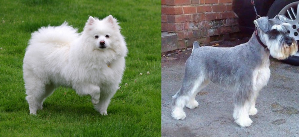 Miniature Schnauzer vs American Eskimo Dog - Breed Comparison