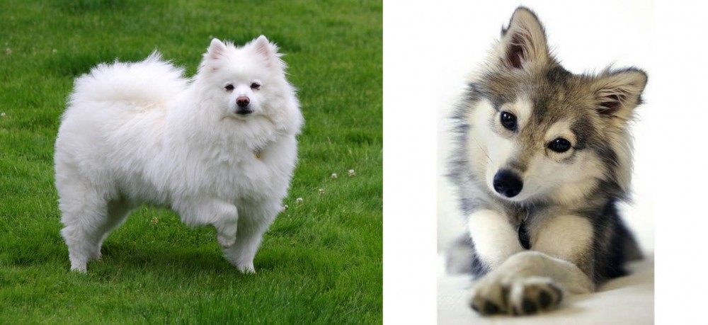 Miniature Siberian Husky vs American Eskimo Dog - Breed Comparison