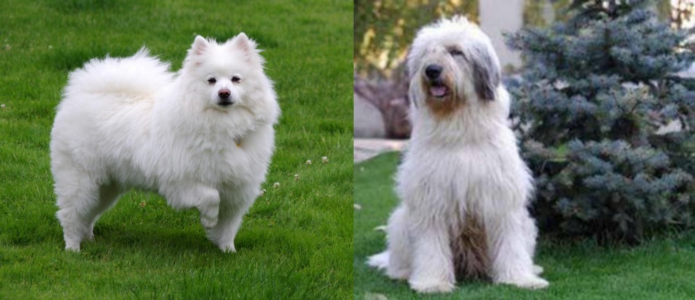 Mioritic Sheepdog vs American Eskimo Dog - Breed Comparison