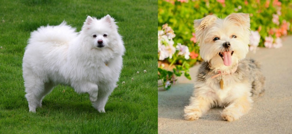 Morkie vs American Eskimo Dog - Breed Comparison