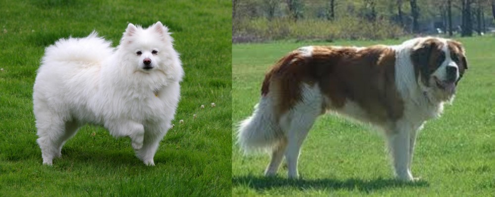 Moscow Watchdog vs American Eskimo Dog - Breed Comparison