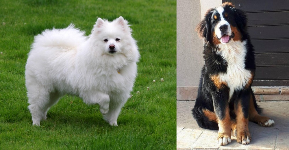 Mountain Burmese vs American Eskimo Dog - Breed Comparison