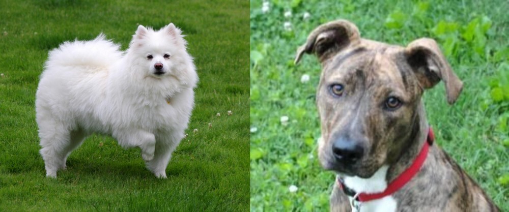 Mountain Cur vs American Eskimo Dog - Breed Comparison