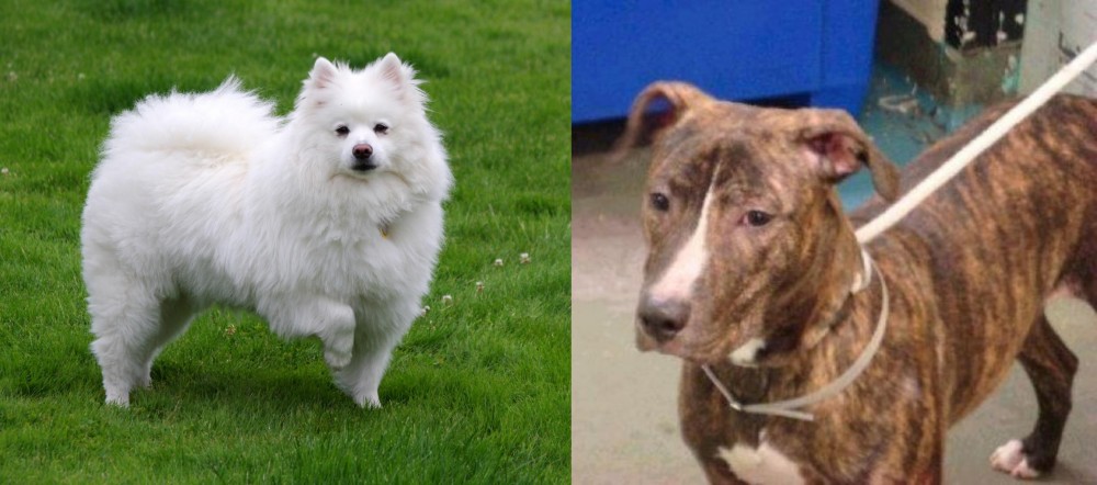 Mountain View Cur vs American Eskimo Dog - Breed Comparison