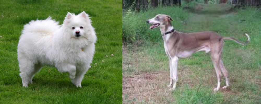 Mudhol Hound vs American Eskimo Dog - Breed Comparison