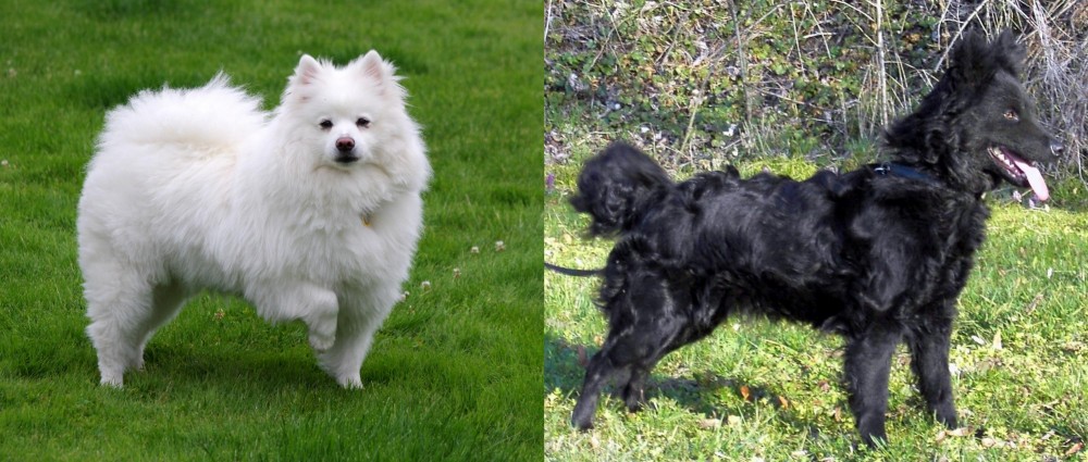 Mudi vs American Eskimo Dog - Breed Comparison