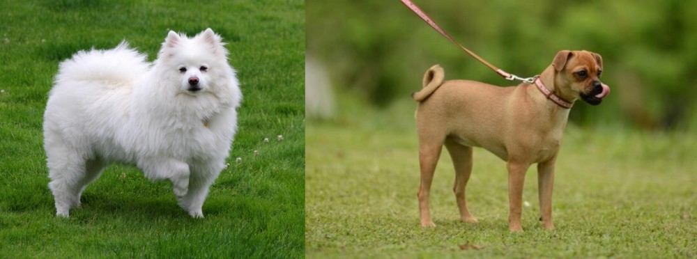 Muggin vs American Eskimo Dog - Breed Comparison