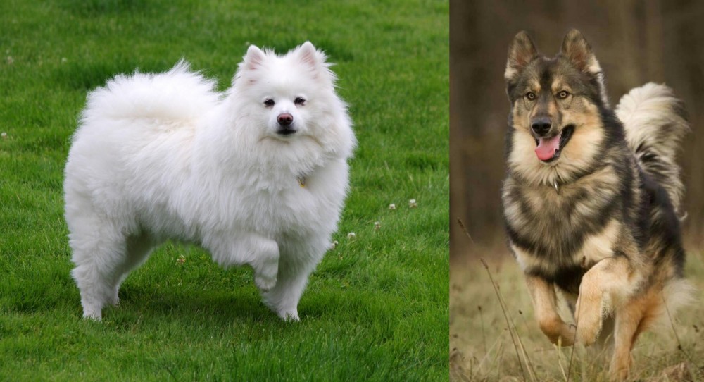 Native American Indian Dog vs American Eskimo Dog - Breed Comparison