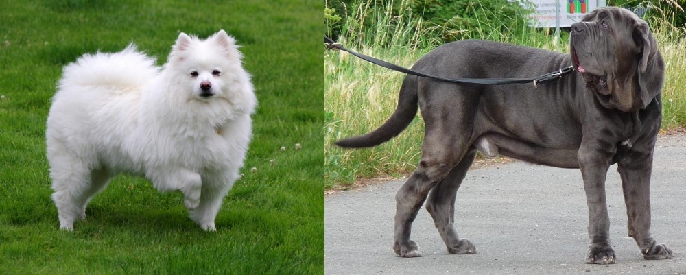 Neapolitan Mastiff vs American Eskimo Dog - Breed Comparison