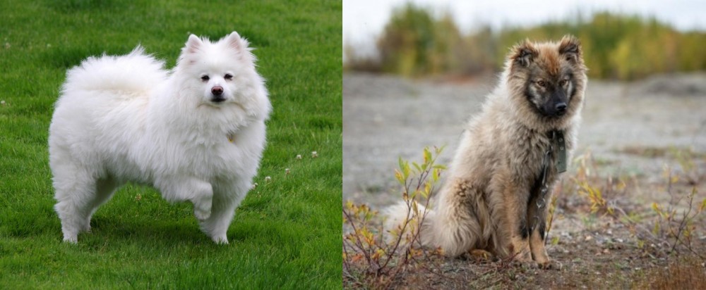 Nenets Herding Laika vs American Eskimo Dog - Breed Comparison