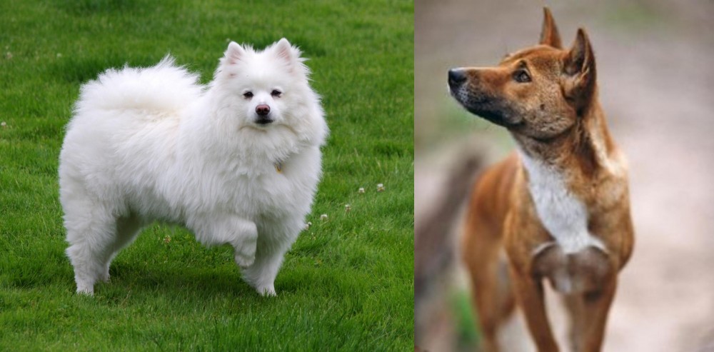 New Guinea Singing Dog vs American Eskimo Dog - Breed Comparison