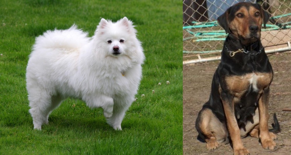 New Zealand Huntaway vs American Eskimo Dog - Breed Comparison