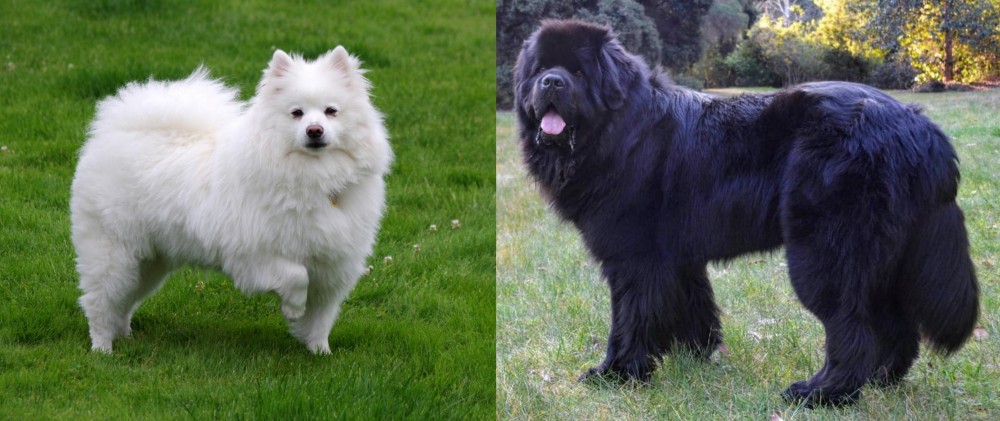 Newfoundland Dog vs American Eskimo Dog - Breed Comparison