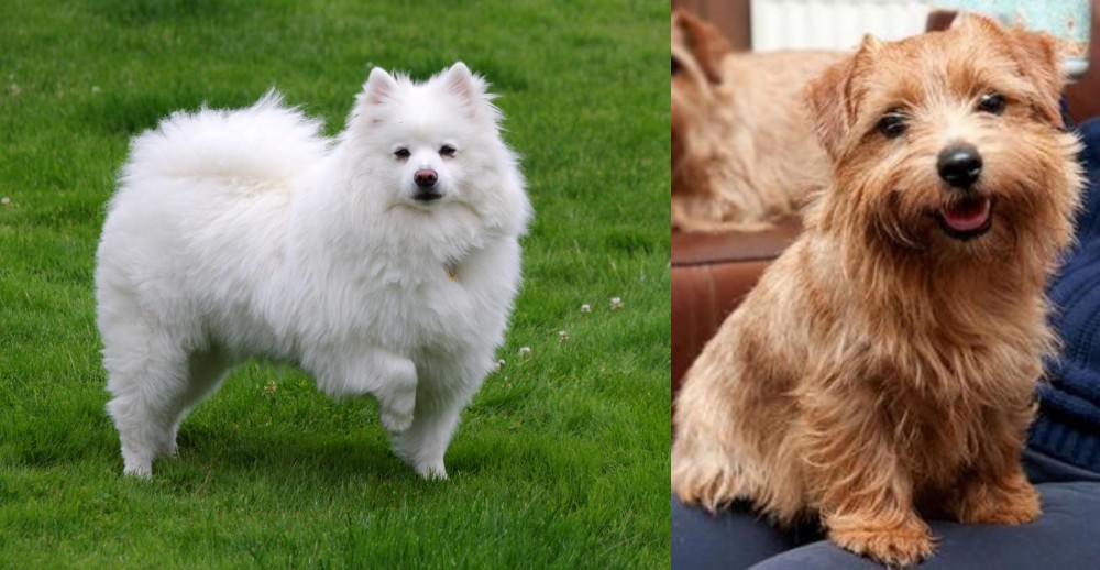 Norfolk Terrier vs American Eskimo Dog - Breed Comparison
