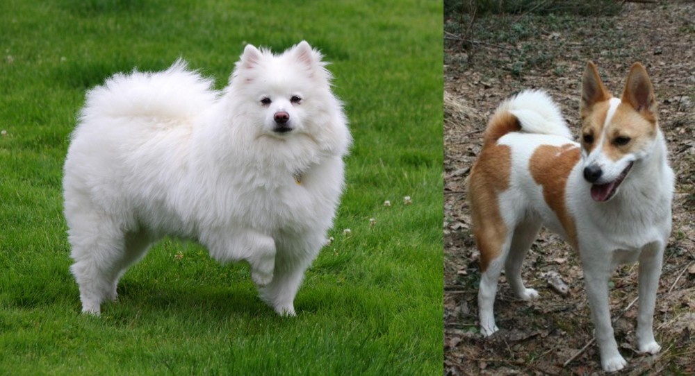 Norrbottenspets vs American Eskimo Dog - Breed Comparison