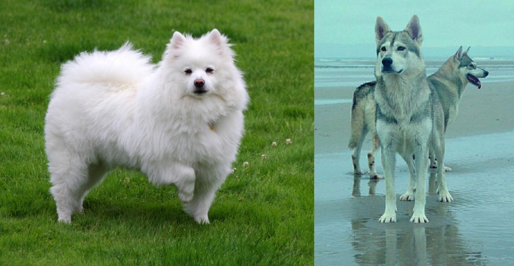 Northern Inuit Dog vs American Eskimo Dog - Breed Comparison