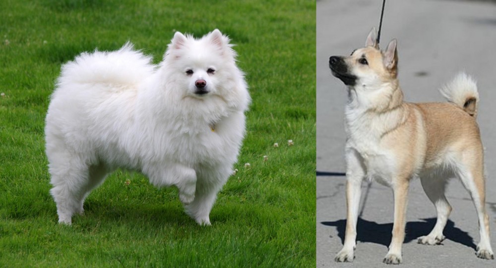 Norwegian Buhund vs American Eskimo Dog - Breed Comparison