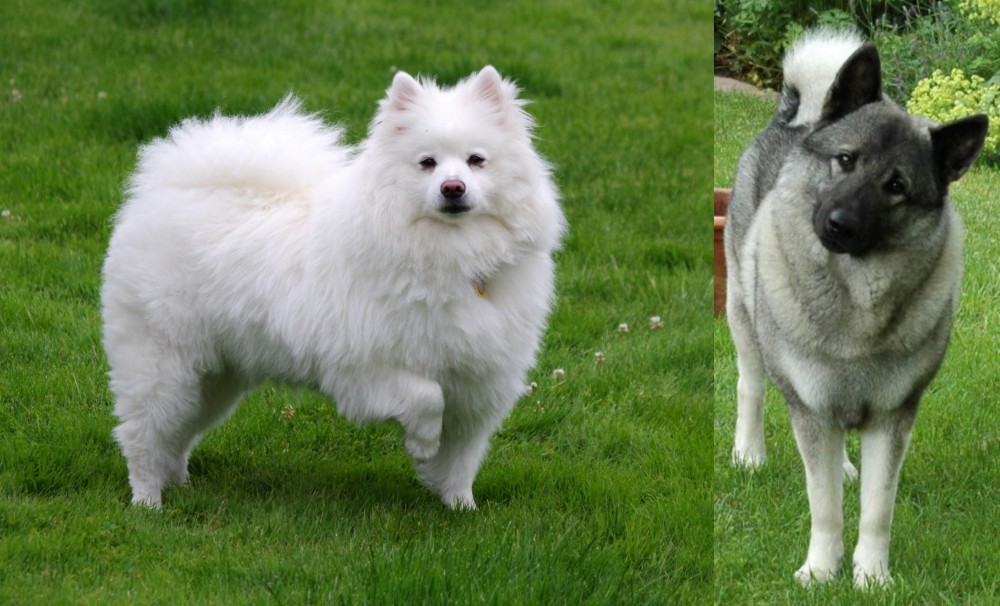 Norwegian Elkhound vs American Eskimo Dog - Breed Comparison