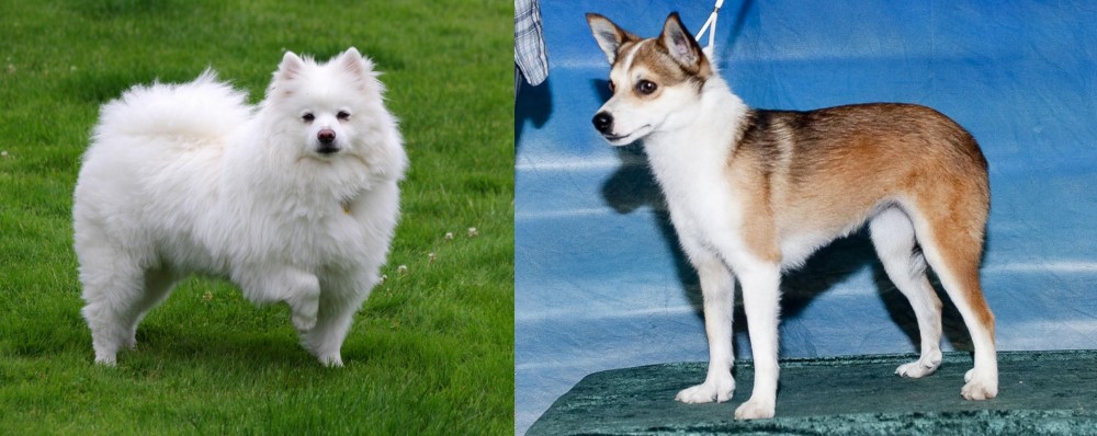 Norwegian Lundehund vs American Eskimo Dog - Breed Comparison