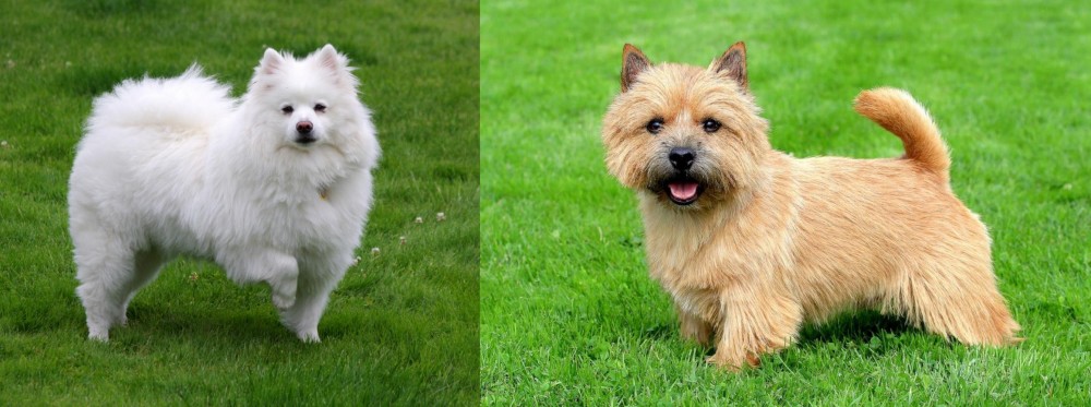 Norwich Terrier vs American Eskimo Dog - Breed Comparison