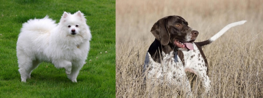 Old Danish Pointer vs American Eskimo Dog - Breed Comparison