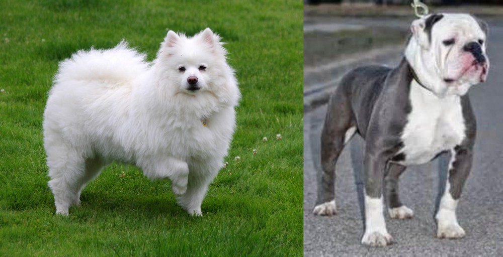 Old English Bulldog vs American Eskimo Dog - Breed Comparison