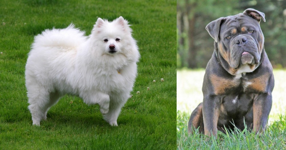 Olde English Bulldogge vs American Eskimo Dog - Breed Comparison