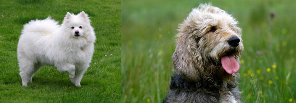Otterhound vs American Eskimo Dog - Breed Comparison