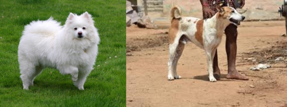Pandikona vs American Eskimo Dog - Breed Comparison