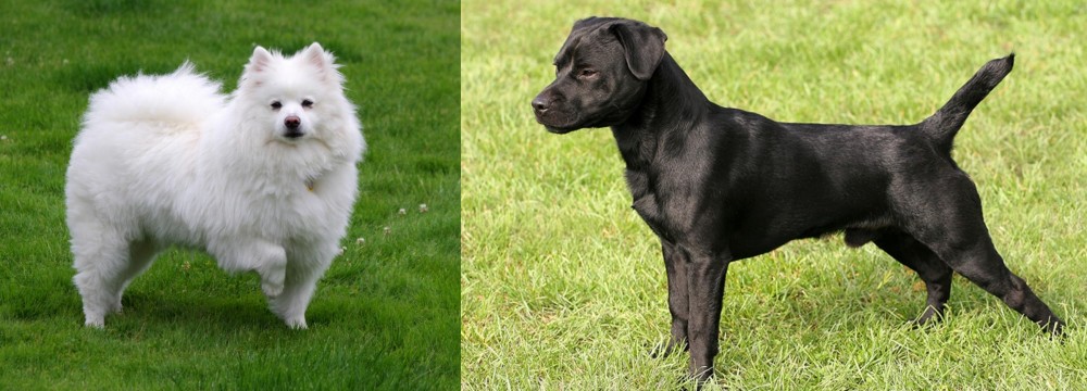 Patterdale Terrier vs American Eskimo Dog - Breed Comparison