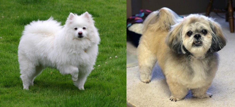 PekePoo vs American Eskimo Dog - Breed Comparison