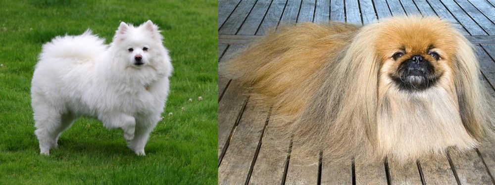 Pekingese vs American Eskimo Dog - Breed Comparison