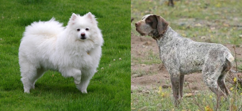 Perdiguero de Burgos vs American Eskimo Dog - Breed Comparison