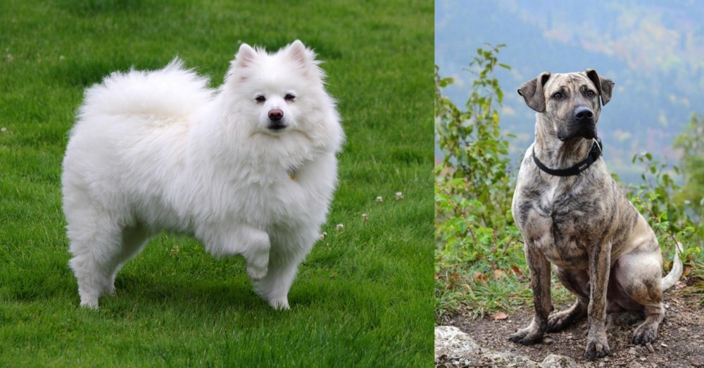 Perro Cimarron vs American Eskimo Dog - Breed Comparison