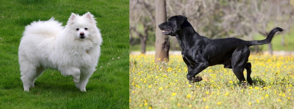 Perro de Pastor Mallorquin vs American Eskimo Dog - Breed Comparison