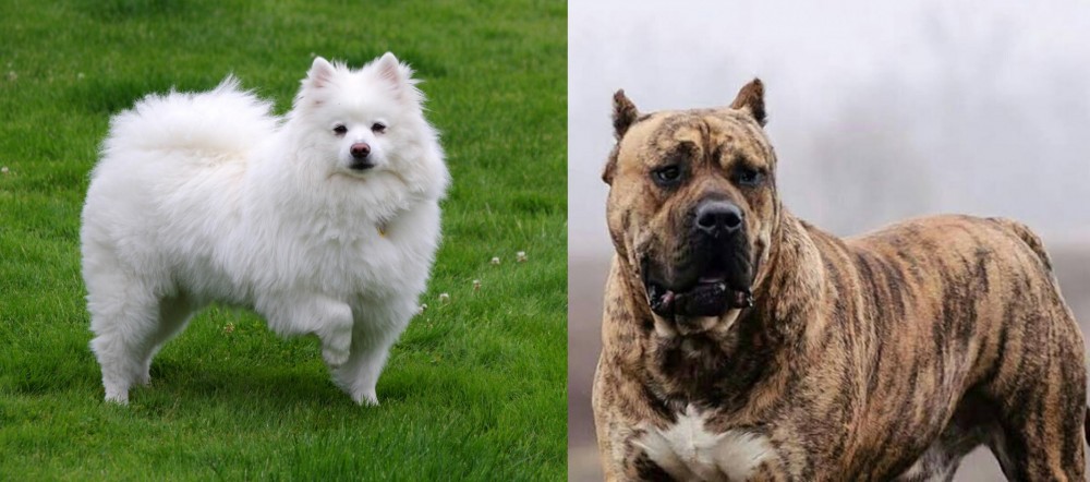Perro de Presa Canario vs American Eskimo Dog - Breed Comparison