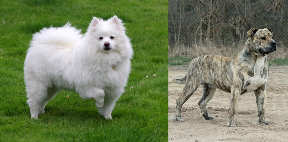 Perro de Presa Mallorquin vs American Eskimo Dog - Breed Comparison