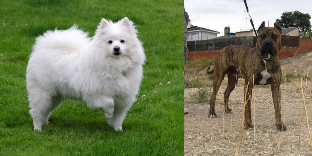 Perro de Toro vs American Eskimo Dog - Breed Comparison