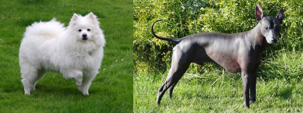 Peruvian Hairless vs American Eskimo Dog - Breed Comparison