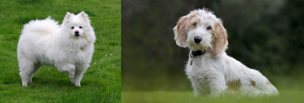 Petit Basset Griffon Vendeen vs American Eskimo Dog - Breed Comparison
