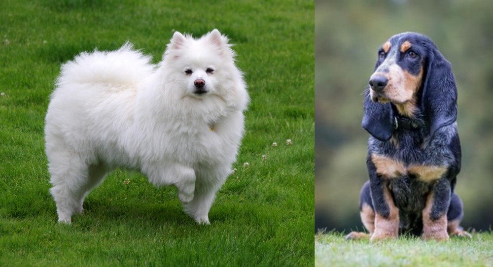 Petit Bleu de Gascogne vs American Eskimo Dog - Breed Comparison