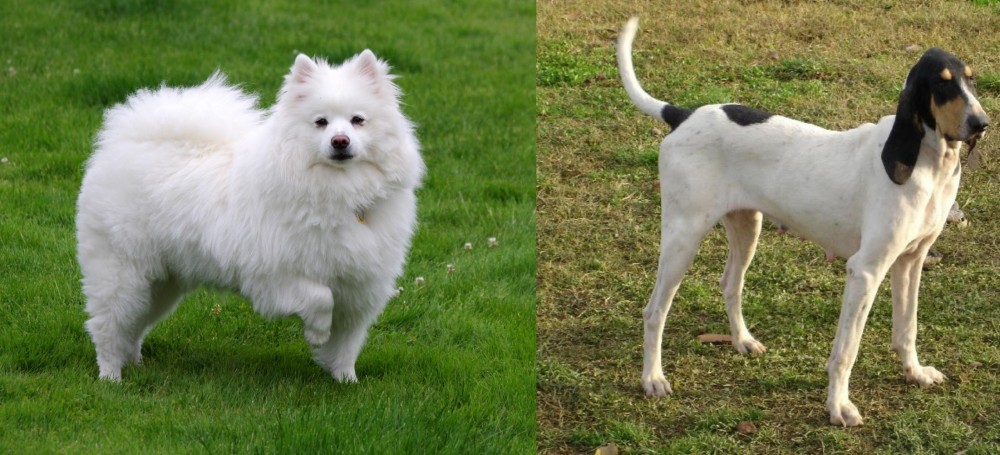 Petit Gascon Saintongeois vs American Eskimo Dog - Breed Comparison