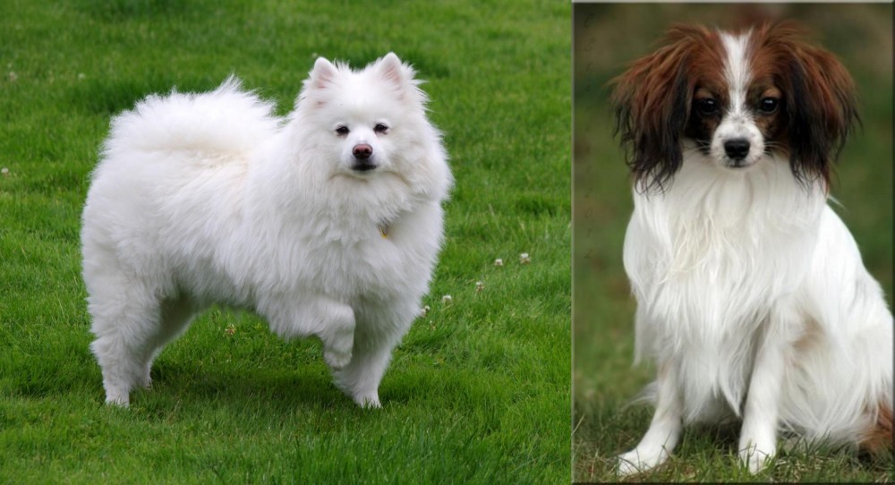 Phalene vs American Eskimo Dog - Breed Comparison