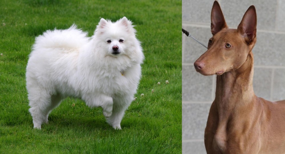 Pharaoh Hound vs American Eskimo Dog - Breed Comparison